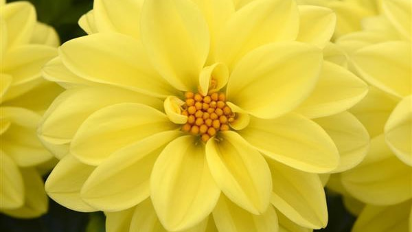 figaro yellow1